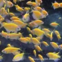 活体黄柠檬观赏鱼