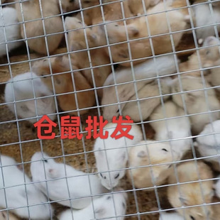 �}�����l30ֻ60ֻ��Ȧ�ؔ���������}���z�ܶ�ë���Lë�����l