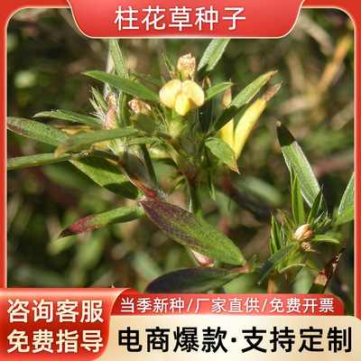 柱花草种子巴西苜蓿热带苜蓿紫花苜蓿种子牲畜青饲料水土保持草种|ms