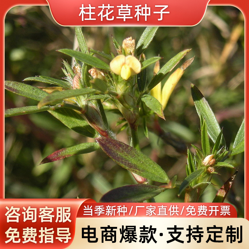 柱花草种子巴西苜蓿热带苜蓿紫花苜蓿种子牲畜青饲料水土保持草种|ms