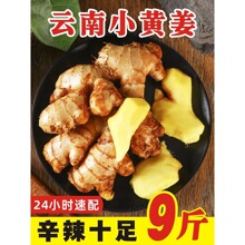 2025新云南小黄姜红河新鲜生姜老姜现挖高山沙姜土姜种子蔬菜9斤