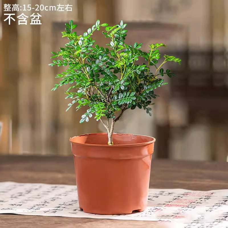 향기로운 페퍼우드 모종(오리지널 흙냄비) + 영양액