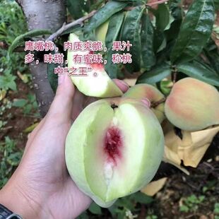 �Ҙ�������������Ҙ����޽�������䎧�����~�Ҙ����Ϸ��Nֲ