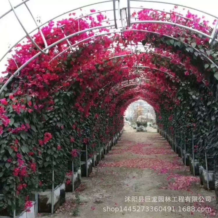 Розовые саженцы, красные двойные розы счастья, современные розы с крупными цветками, европейские лунные горшечные растения, полные сорта для посадки в грунт.