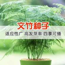 文竹种子四季易活室外阳台庭院花卉盆栽常绿花草植物观叶易种种籽