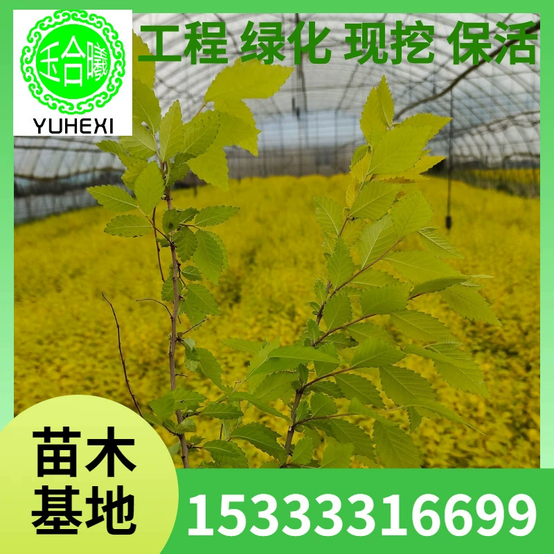 Водный воск, красная листовая слива, многовременная слива, самшит, малолистовая сирень, питательная чашка для рассады, стаканчики для рассады.