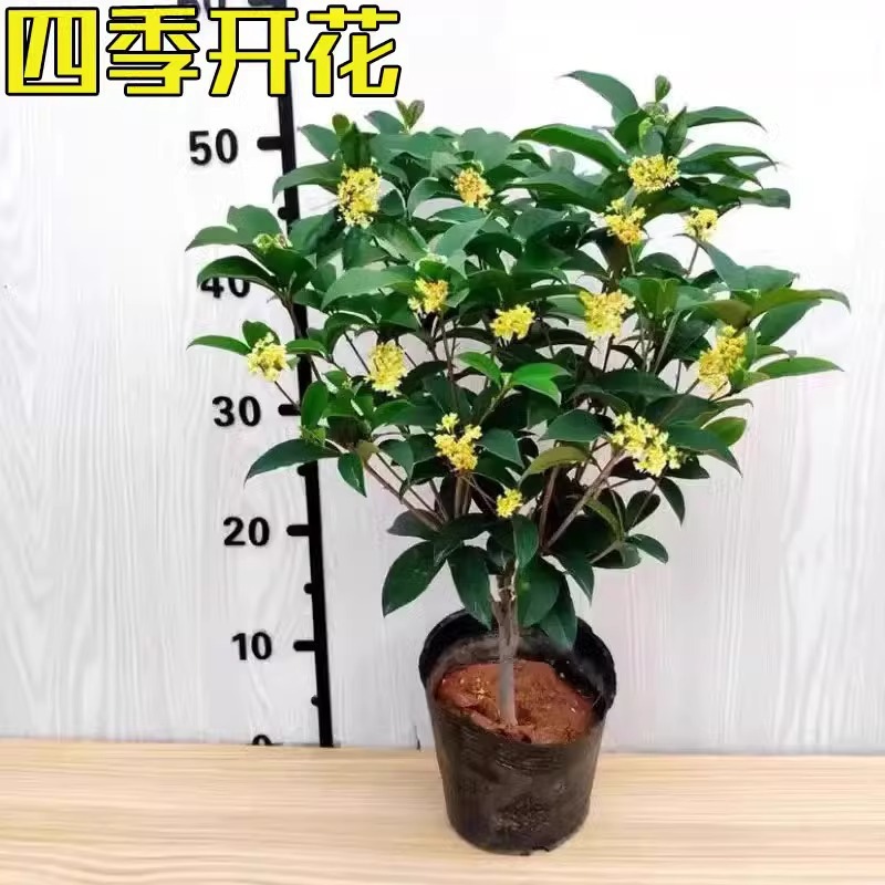 桂花盆栽四季桂树苗四季开花浓香型花卉植物四季常青绿植净化空气