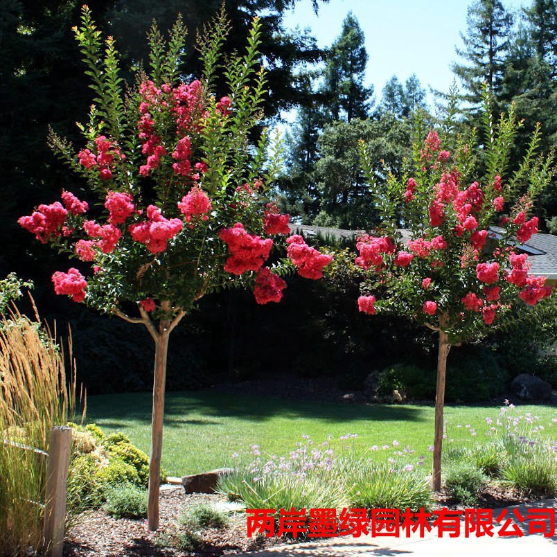 紫薇树红火箭庭院绿化树木植物百日红花期长紫薇花树