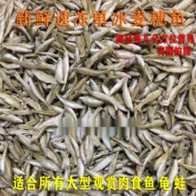 包邮新鲜冷冻麦穗鱼冻小鱼冻泥鳅段饲料鱼鱼食龙鱼虎鱼魟鱼龟