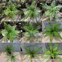 ����ާ�ֲ��������˹�~ɢβ���Pβާ�Iާɽ�ݵ����쾰�bGֲ