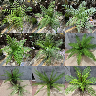 ާֲ˹~ɢβPβާIާɽݵ쾰bGֲ