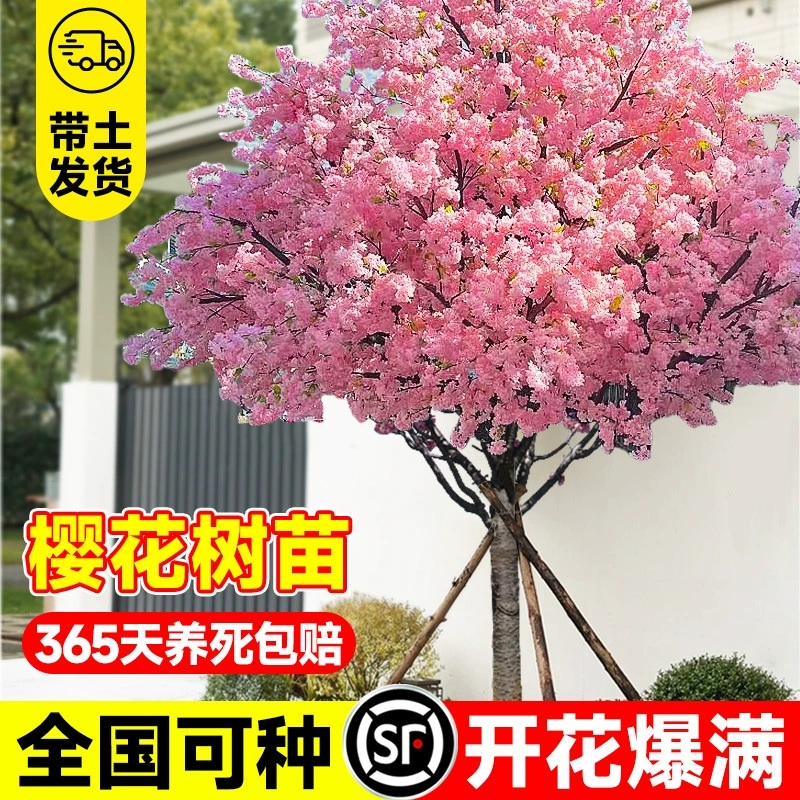 Японские саженцы вишневого цвета для посадки и зеленения дворов на севере и юге, большие ландшафтные деревья, цветочные горшки.