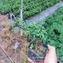 �Ϙ��ܘ����ʽ���ͶU���辰�҃�����ʽ�͏d���һ������ԃ����՚�