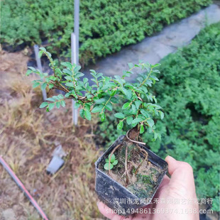 �Ϙ��ܘ����ʽ���ͶU���辰�҃�����ʽ�͏d���һ������ԃ����՚�