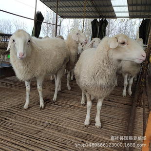 �d��Ʒ�NСβ�����^̥һֻ�w��70-90������ ������