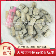 ��Ȼ��Ž�ʯ��ʯ �����ﻯʯԭ�� ����ԭʯ�걾��ѧ�ղؿ���ֲ��