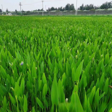 ���ش������lˮ��ֲ��ɻ��ʸ߸�ϵ�����~����ˮ̎��