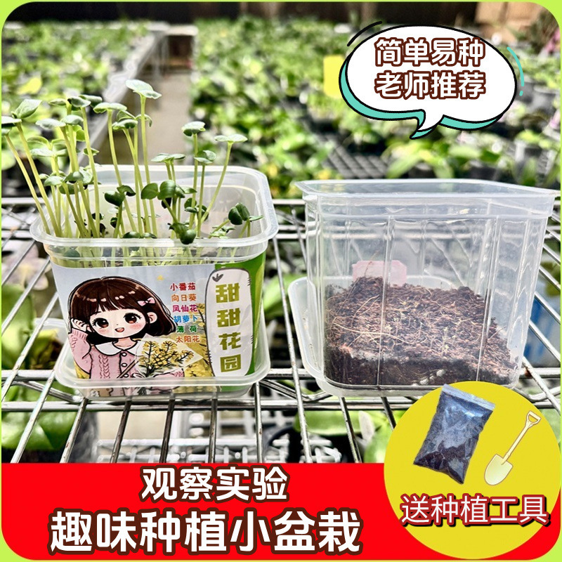 Children's Plant Observation Small Potted Plant Observation Homework Small Potted Plant Primary School Students Experiment Sunflower Impatiens Small Tomato