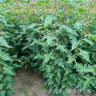 ��l�����l�������Ǘ��I�B�����l��С��@�־G���������Ǘ�����