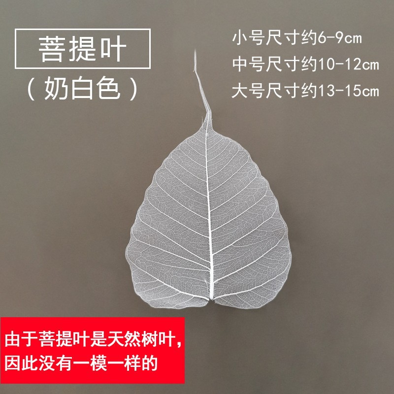 天然漂白菩提叶去肉叶脉装饰画实物画配件米色染色真叶子书本书签