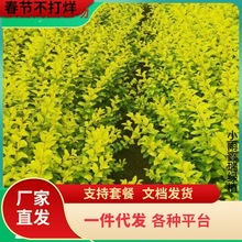 一件代发金叶女贞金森亮晶 四季常青小叶球紫叶水蜡树苗 庭院围墙