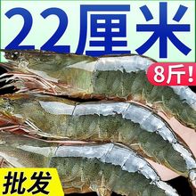 青岛大虾新鲜冷冻大海虾冻虾白虾基围虾海鲜水产批发批发价厂家