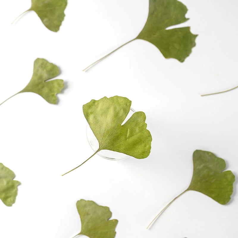 Лист гинкго настоящий цветок тиснение Детский обучающий образец растения материал капля клей сушеный цветок чехол для мобильного телефона DIY