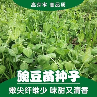 ����o��㶹���㶹��N���ļ��r���߲��׷N������ζ