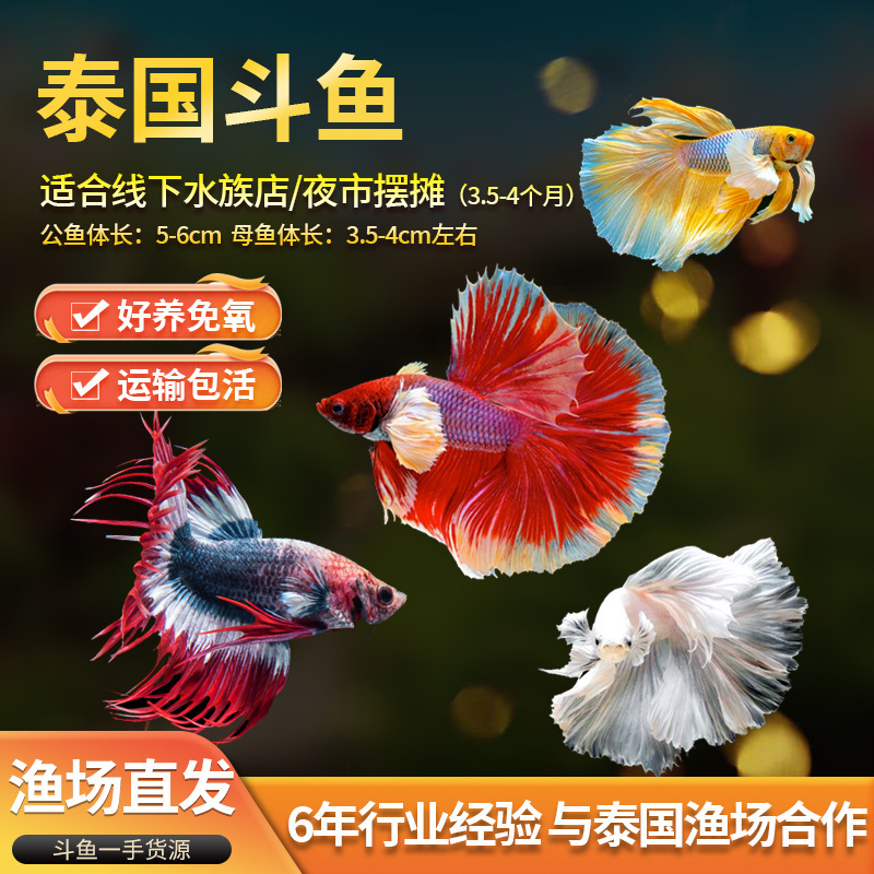 Thailand imported fighting fish tropical ornamental fish pure white half moon general light color male and female living multi-species fighting fish