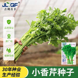 四季小香芹种子种籽苗秧香芹菜春季根苗白西芹秋冬蔬菜菜种籽种孑