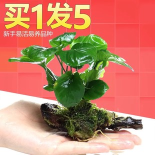 Aquarium Landscaping Package with Negative Water Fern, Driftwood, Live Aquatic Plants, Freshwater Soilless Plants, Oxygenation, Floating Low-Growing Pearl