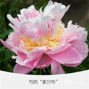 ̫ꖼt�ͺ��ذ��^�p��ș����N���ļ��׻�ͥԺ�����҃�����ĵ����