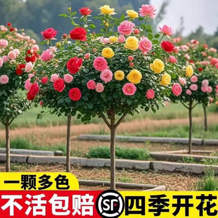 �������¼���������ͥԺ���⻨�@ֲ���ش���䘶�Ϙ��͏d����
