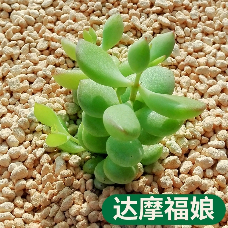 Сочные растения Damofuniang Горшечное растение зеленое растение цветок горшечный цветок Комбинация сочных настольных зеленых растений Офис бонсай