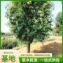 绿化基地大叶工程乔木