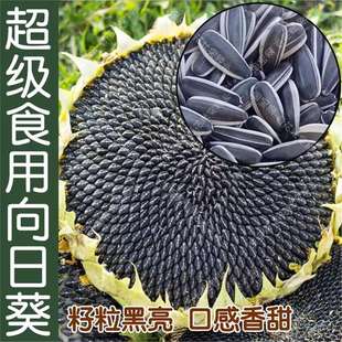 ʳ���^�p���տ��N�� �����ļ�������� �����߲˿����Ѹ߮a�ͺ���