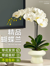 蝴蝶兰盆栽带花苞花剑兰花卉苗室内客厅阳台绿植物全国四季好养活