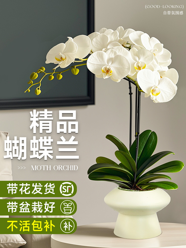 蝴蝶兰盆栽带花苞花剑兰花卉苗室内客厅阳台绿植物全国四季好养活