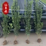 绿化大叶耐寒小区黄杨