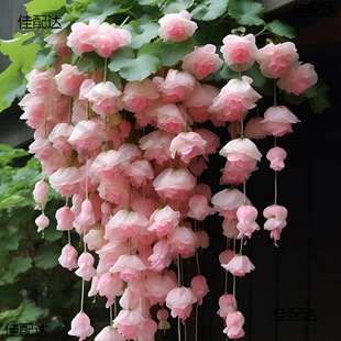 Simulation Flower Wall Walling Silk Begonia Flower Seed Seed Climbing Vine Plant Easy to Open Sowing Flowering Indoor and Outdoor Plants Flowers