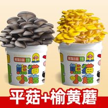 蘑菇种植桶装盆栽食用菌包平袋DIY娃娃小菇趣味园艺多肉植物