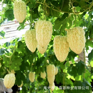 ̨OϷNӷNѰɫˮԲļ̨r߲