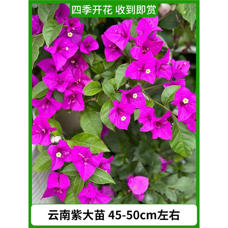 [클래식 스타일] 운남 보라색 모종 약 45-50cm [사계절 꽃이 피어 수령 즉시 감상 가능]