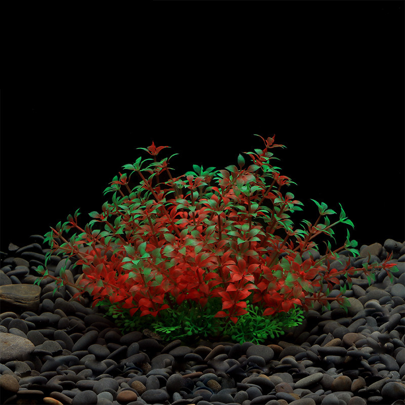 Lysimachia chinensis Rojo
