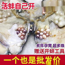 珍珠蚌自己开蚌取珍珠淡水活蚌壳河蚌多珠单珠鲜活真空打批发