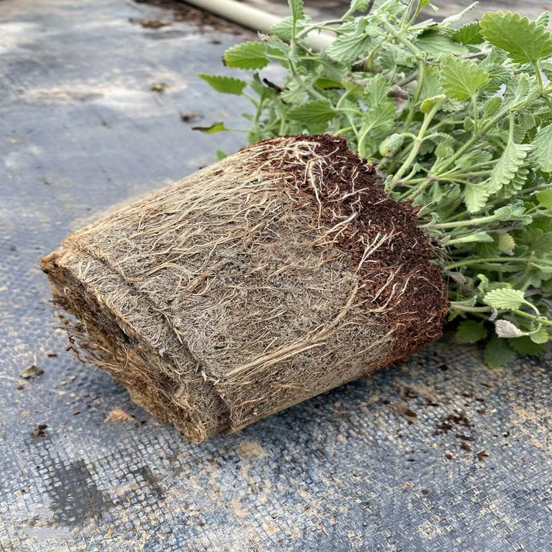 Кошачья мята в горшке, свежие съедобные листья мяты, внутренний двор, гидропонная растение, отпугивающее комаров, рассада мяты, зеленые растения, оптовая продажа