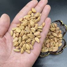 ɽɳQӃͯɳӴwˮϴֲN