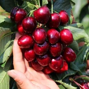 �ش�����m����܇���Ә�����ˮ�������Ϸ������ļ��Nֲˮ������