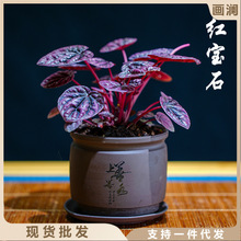 红宝石苔藓球红美人皱叶椒草盆栽绿植物室内懒人耐阴红叶净化空气