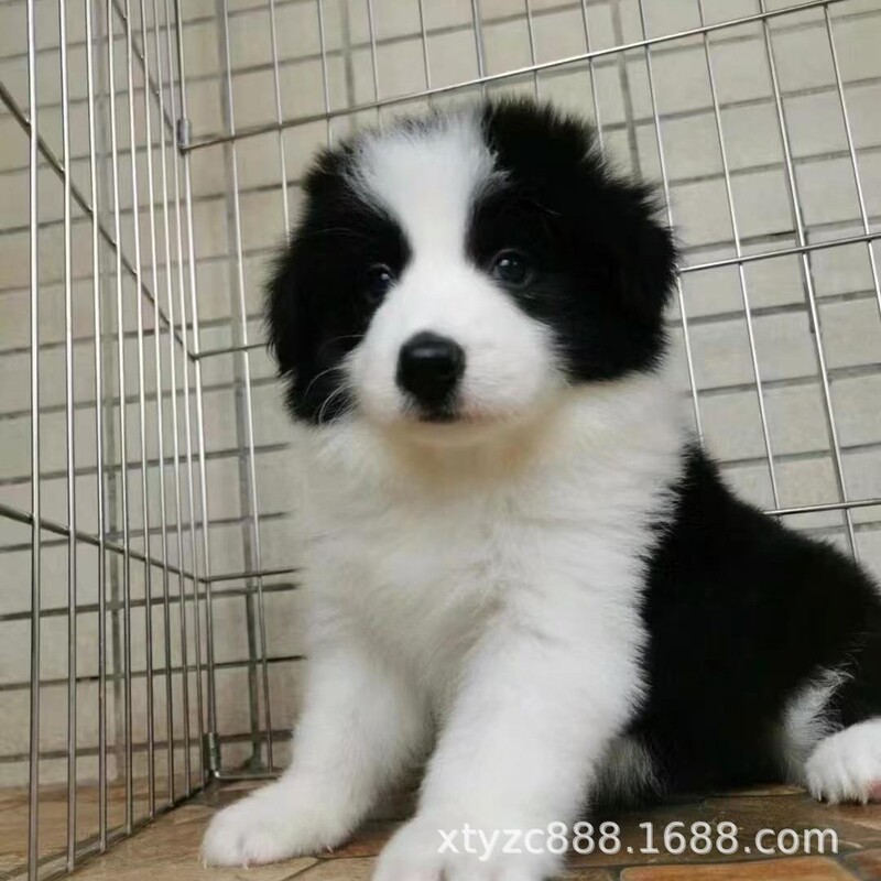 Purebred Border Collie Puppy Double Bloodline Border Collie Black and White Border Collie Three-Way Seven White Border Collie High Iq Pet Dog